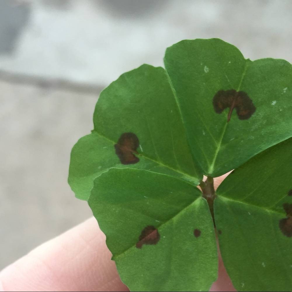 Meet your Posher, Allison